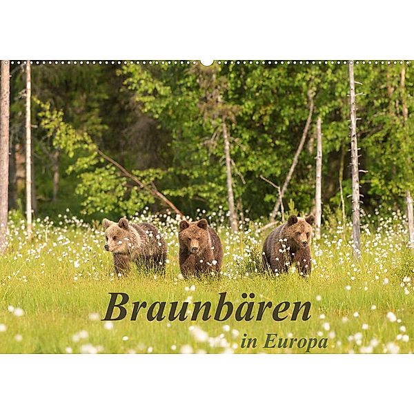 Braunbären in Europa (Wandkalender 2023 DIN A2 quer), Christian Dorn