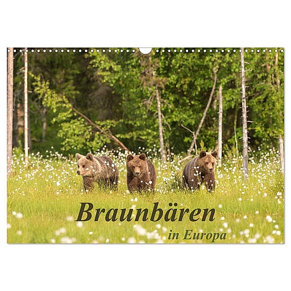 Braunbären in Europa (Wandkalender 2024 DIN A3 quer), CALVENDO Monatskalender, Christian Dorn