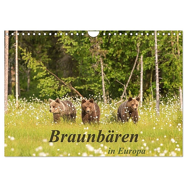 Braunbären in Europa (Wandkalender 2024 DIN A4 quer), CALVENDO Monatskalender, Christian Dorn