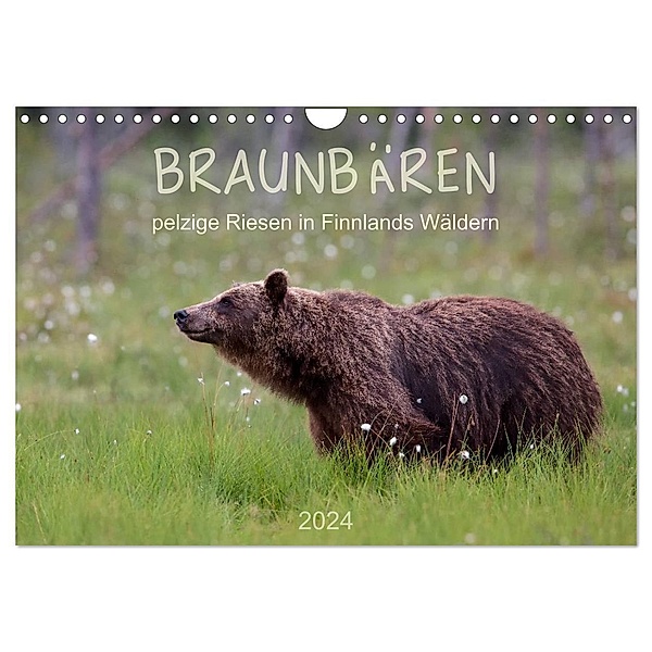 Braunbären - pelzige Riesen in Finnlands Wäldern (Wandkalender 2024 DIN A4 quer), CALVENDO Monatskalender, © Sandra Eigenheer