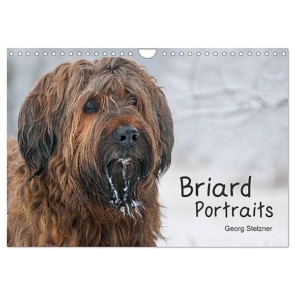 Briard Portraits (Wandkalender 2024 DIN A4 quer), CALVENDO Monatskalender, Georg Stelzner