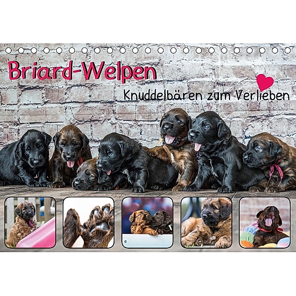 Briard-Welpen - Knuddelbären zum Verlieben (Tischkalender 2021 DIN A5 quer), Sonja Teßen