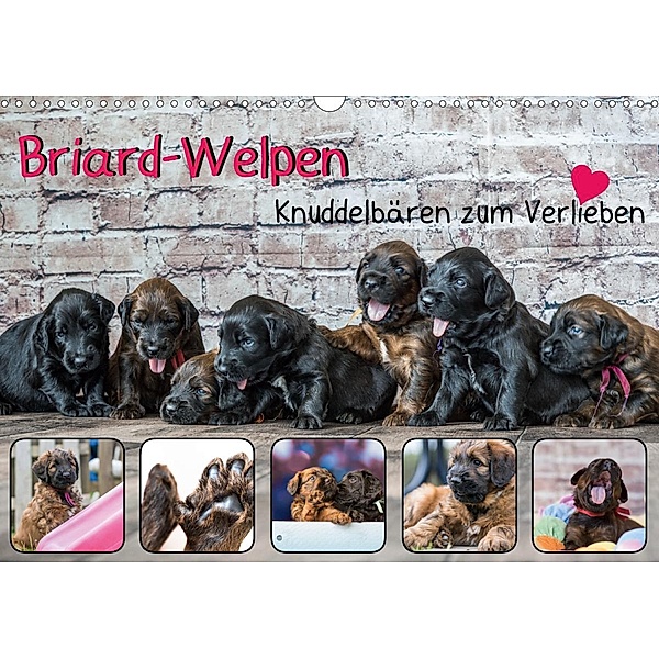 Briard-Welpen - Knuddelbären zum Verlieben (Wandkalender 2021 DIN A3 quer), Sonja Teßen