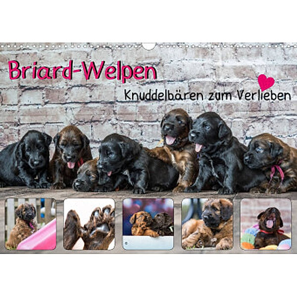 Briard-Welpen - Knuddelbären zum Verlieben (Wandkalender 2023 DIN A3 quer), Sonja Teßen