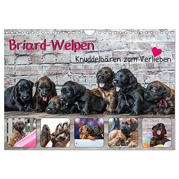Briard-Welpen - Knuddelbären zum Verlieben (Wandkalender 2024 DIN A4 quer), CALVENDO Monatskalender, Sonja Teßen