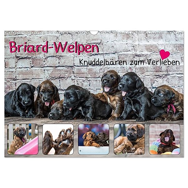 Briard-Welpen - Knuddelbären zum Verlieben (Wandkalender 2024 DIN A3 quer), CALVENDO Monatskalender, Sonja Tessen