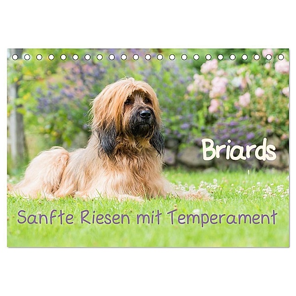 Briards - sanfte Riesen mit Temperament (Tischkalender 2024 DIN A5 quer), CALVENDO Monatskalender, Sonja Tessen