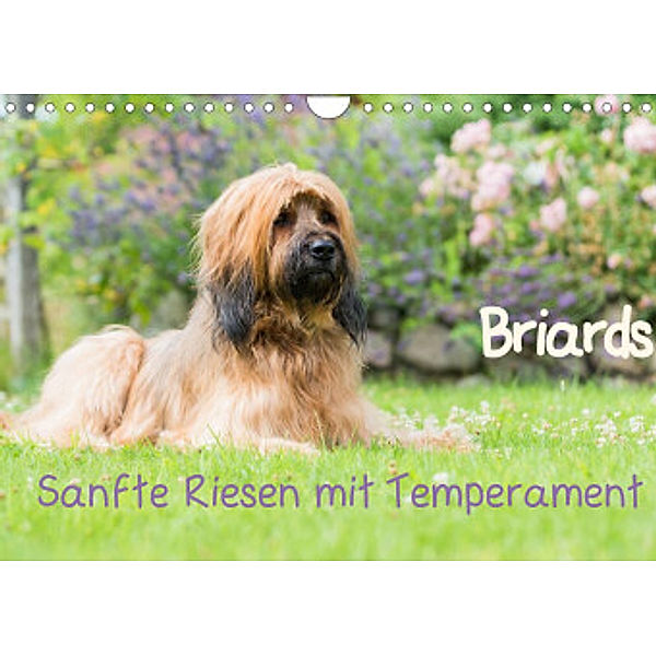 Briards - sanfte Riesen mit Temperament (Wandkalender 2022 DIN A4 quer), Sonja Teßen