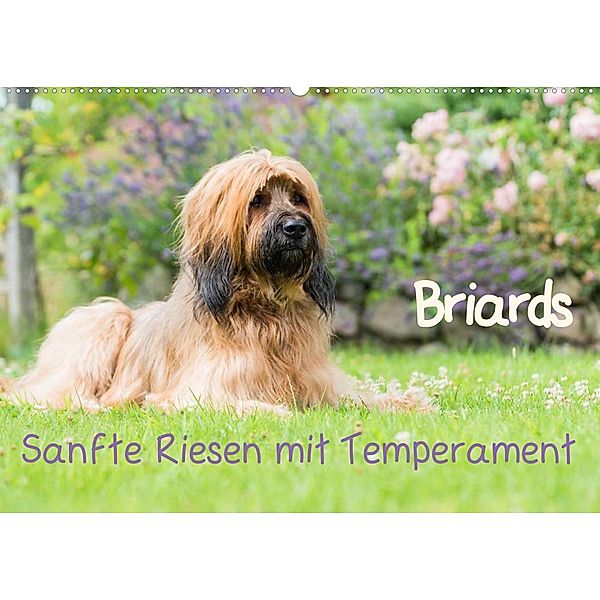 Briards - sanfte Riesen mit Temperament (Wandkalender 2023 DIN A2 quer), Sonja Teßen