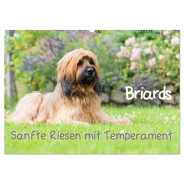 Briards - sanfte Riesen mit Temperament (Wandkalender 2024 DIN A2 quer), CALVENDO Monatskalender, Sonja Teßen