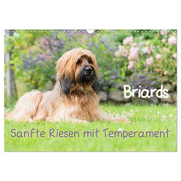 Briards - sanfte Riesen mit Temperament (Wandkalender 2024 DIN A3 quer), CALVENDO Monatskalender, Sonja Tessen