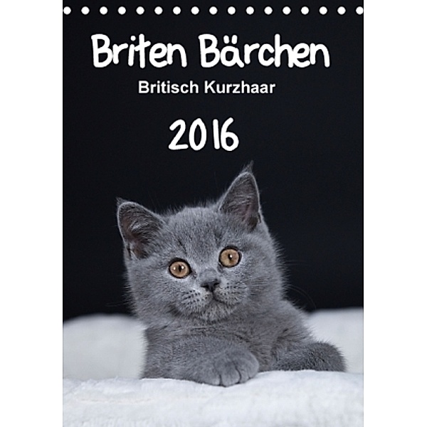 Briten Bärchen - Britisch Kurzhaar 2016 (Tischkalender 2016 DIN A5 hoch), Heidi Bollich
