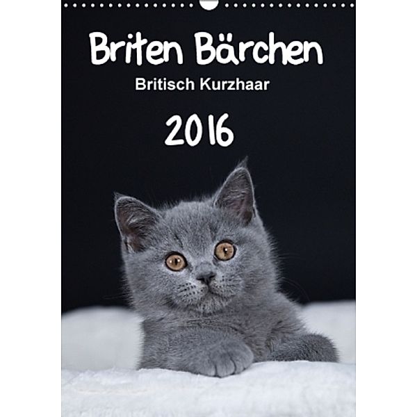 Briten Bärchen - Britisch Kurzhaar 2016 (Wandkalender 2016 DIN A3 hoch), Heidi Bollich