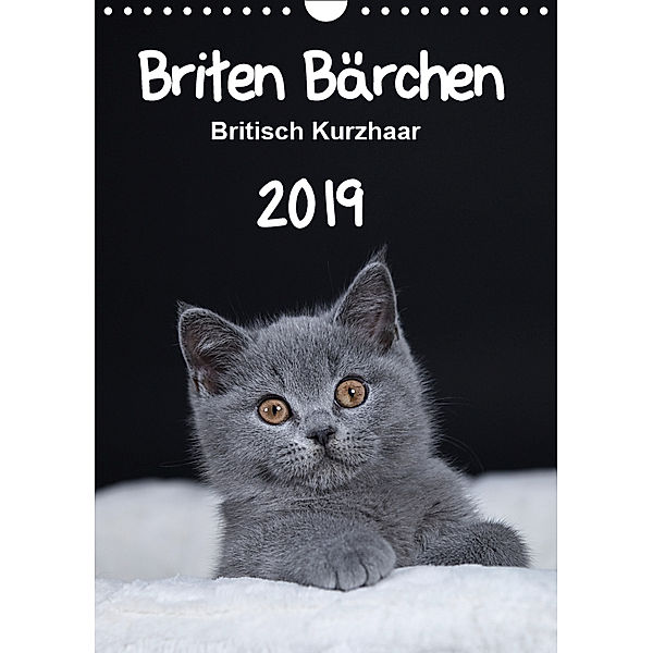Briten Bärchen - Britisch Kurzhaar 2019 (Wandkalender 2019 DIN A4 hoch), Heidi Bollich