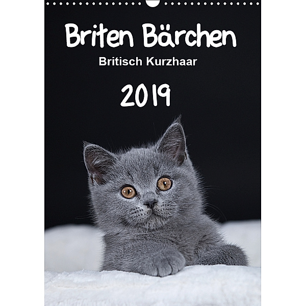Briten Bärchen - Britisch Kurzhaar 2019 (Wandkalender 2019 DIN A3 hoch), Heidi Bollich