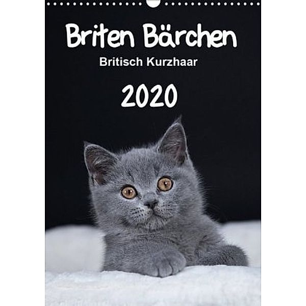 Briten Bärchen - Britisch Kurzhaar 2020 (Wandkalender 2020 DIN A3 hoch), Heidi Bollich