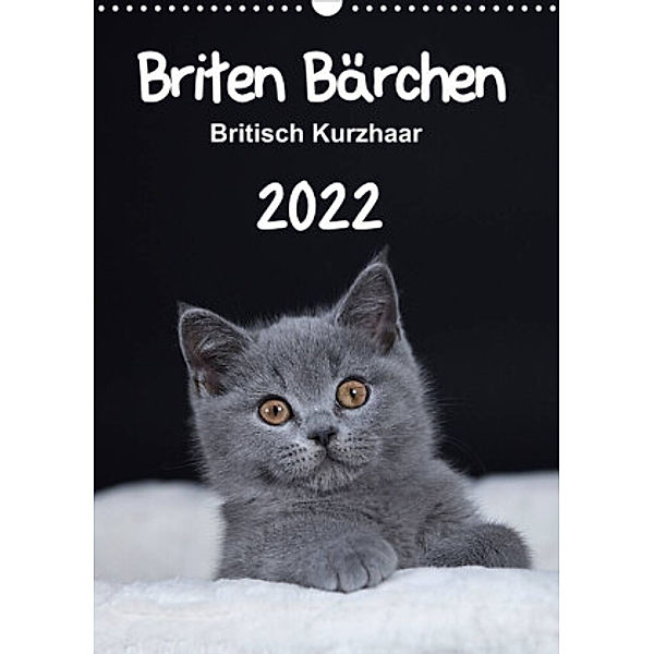 Briten Bärchen - Britisch Kurzhaar 2022 (Wandkalender 2022 DIN A3 hoch), Heidi Bollich