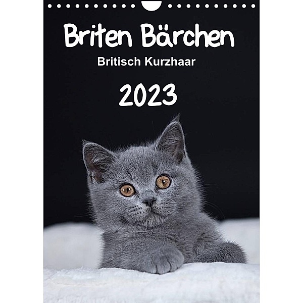 Briten Bärchen - Britisch Kurzhaar 2023 (Wandkalender 2023 DIN A4 hoch), Heidi Bollich
