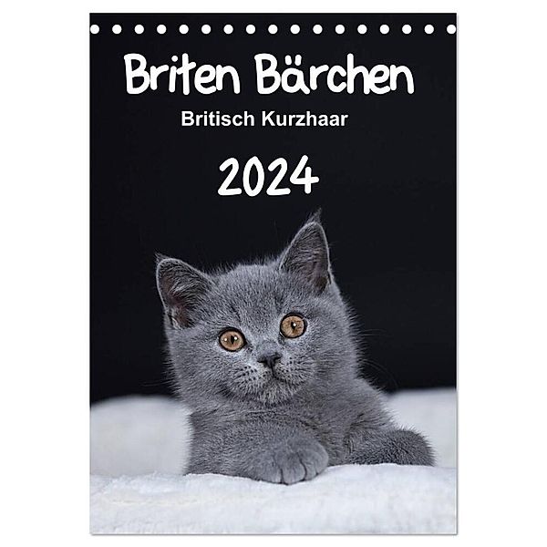 Briten Bärchen - Britisch Kurzhaar 2024 (Tischkalender 2024 DIN A5 hoch), CALVENDO Monatskalender, Heidi Bollich