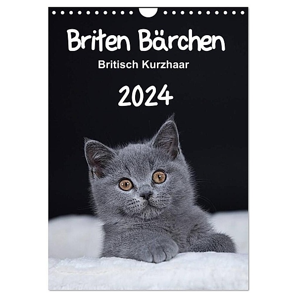 Briten Bärchen - Britisch Kurzhaar 2024 (Wandkalender 2024 DIN A4 hoch), CALVENDO Monatskalender, Heidi Bollich