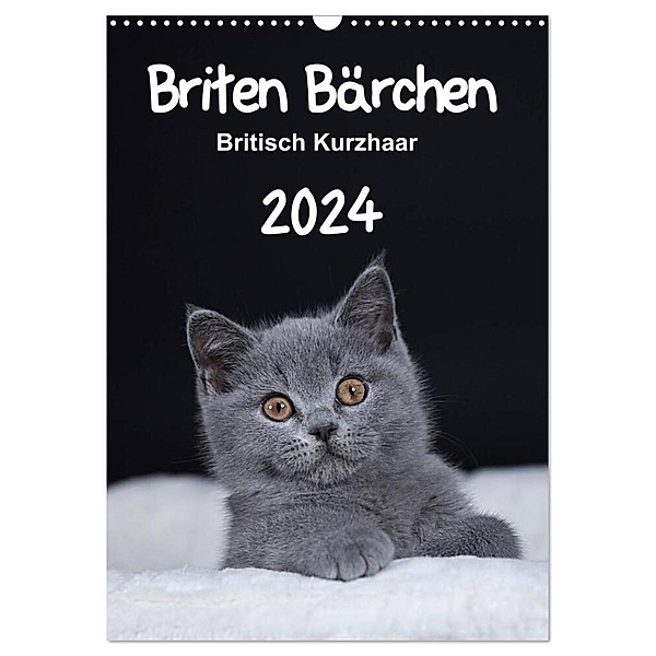 Briten Bärchen - Britisch Kurzhaar 2024 (Wandkalender 2024 DIN A3 hoch), CALVENDO Monatskalender, Heidi Bollich