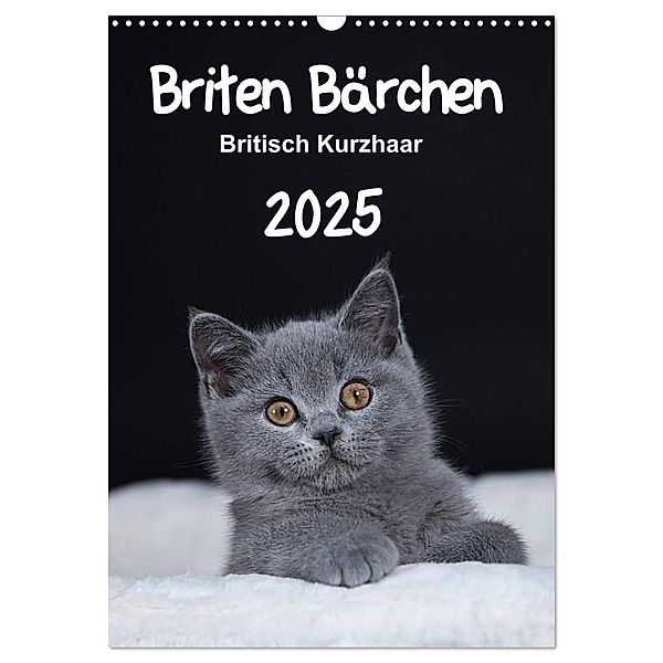 Briten Bärchen - Britisch Kurzhaar 2025 (Wandkalender 2025 DIN A3 hoch), CALVENDO Monatskalender, Calvendo, Heidi Bollich