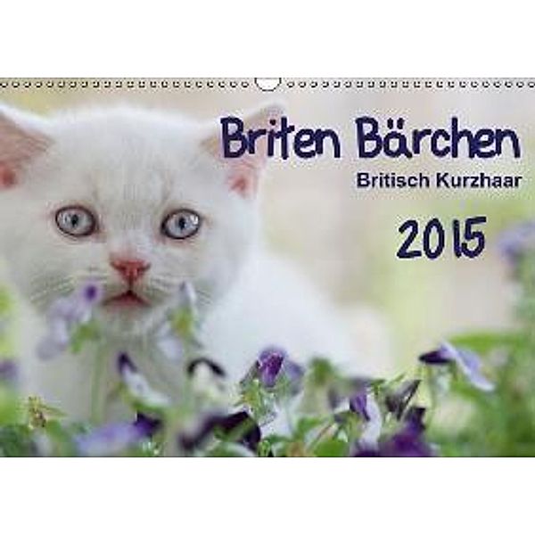 Briten Bärchen Britsch Kurzhaar 2015 (Wandkalender 2015 DIN A3 quer), Heidi Bollich