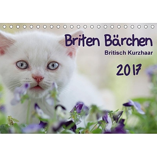 Briten Bärchen - Britsch Kurzhaar 2017 (Tischkalender 2017 DIN A5 quer), Heidi Bollich