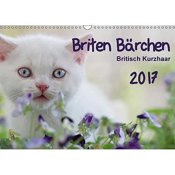 Briten Bärchen - Britsch Kurzhaar 2017 (Wandkalender 2017 DIN A3 quer), Heidi Bollich