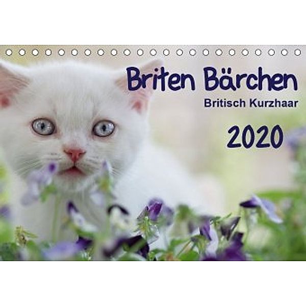 Briten Bärchen - Britsch Kurzhaar 2020 (Tischkalender 2020 DIN A5 quer), Heidi Bollich