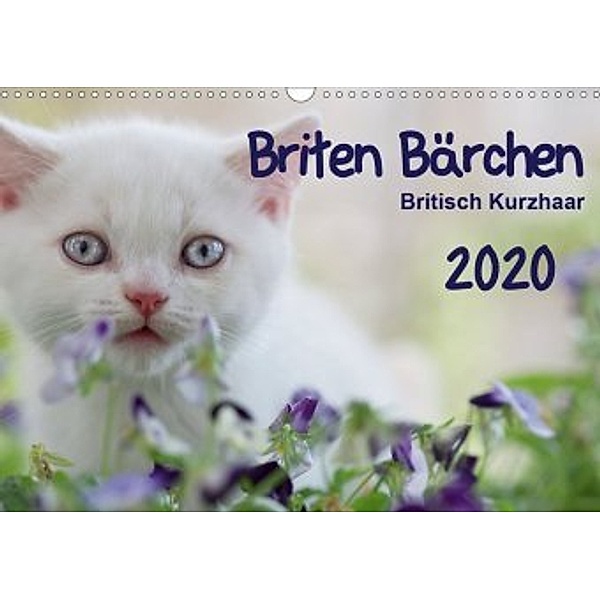 Briten Bärchen - Britsch Kurzhaar 2020 (Wandkalender 2020 DIN A3 quer), Heidi Bollich