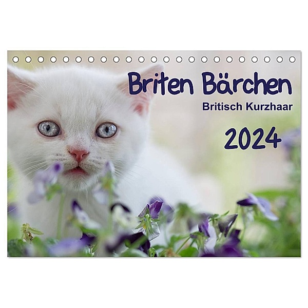 Briten Bärchen - Britsch Kurzhaar 2024 (Tischkalender 2024 DIN A5 quer), CALVENDO Monatskalender, Heidi Bollich