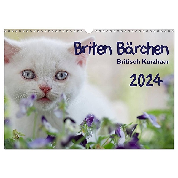 Briten Bärchen - Britsch Kurzhaar 2024 (Wandkalender 2024 DIN A3 quer), CALVENDO Monatskalender, Heidi Bollich