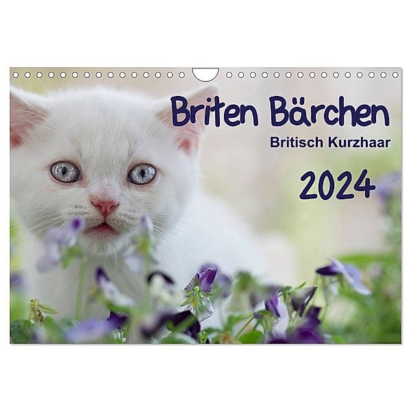 Briten Bärchen - Britsch Kurzhaar 2024 (Wandkalender 2024 DIN A4 quer), CALVENDO Monatskalender, Heidi Bollich