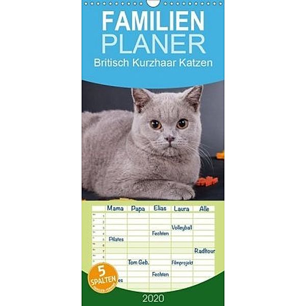 Britisch Kurzhaar Katzen - Familienplaner hoch (Wandkalender 2020 , 21 cm x 45 cm, hoch), Gabriela Wejat-Zaretzke