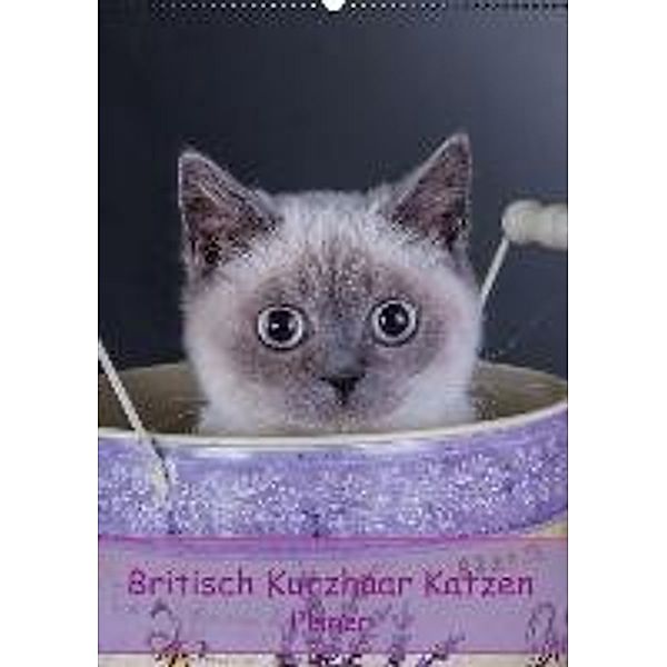 Britisch Kurzhaar Katzen - Planer (Wandkalender 2016 DIN A2 hoch), Gabriela Wejat-Zaretzke