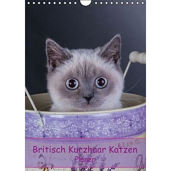 Britisch Kurzhaar Katzen - Planer (Wandkalender 2016 DIN A4 hoch), Gabriela Wejat-Zaretzke