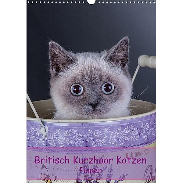 Britisch Kurzhaar Katzen - Planer (Wandkalender 2017 DIN A3 hoch), Gabriela Wejat-Zaretzke