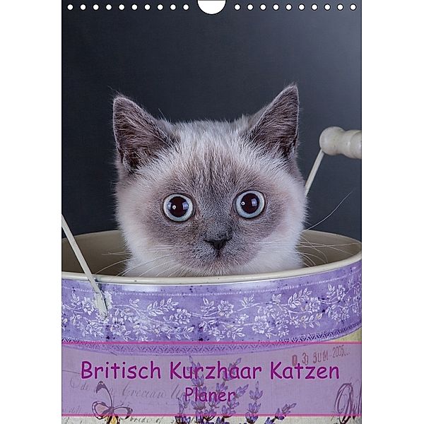 Britisch Kurzhaar Katzen - Planer (Wandkalender 2018 DIN A4 hoch), Gabriela Wejat-Zaretzke