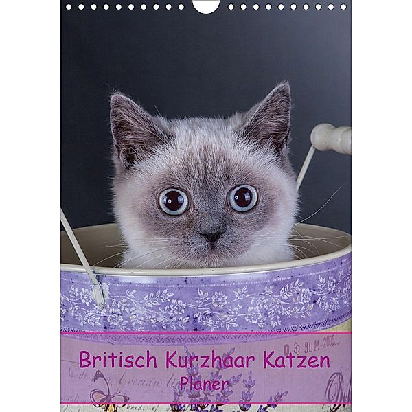 Britisch Kurzhaar Katzen - Planer (Wandkalender 2021 DIN A4 hoch), Gabriela Wejat-Zaretzke