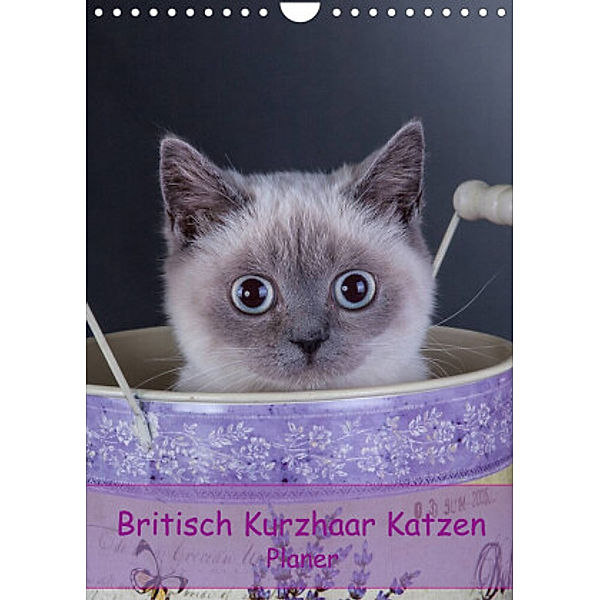 Britisch Kurzhaar Katzen - Planer (Wandkalender 2022 DIN A4 hoch), Gabriela Wejat-Zaretzke