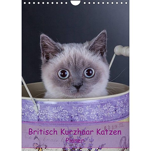 Britisch Kurzhaar Katzen - Planer (Wandkalender 2023 DIN A4 hoch), Gabriela Wejat-Zaretzke