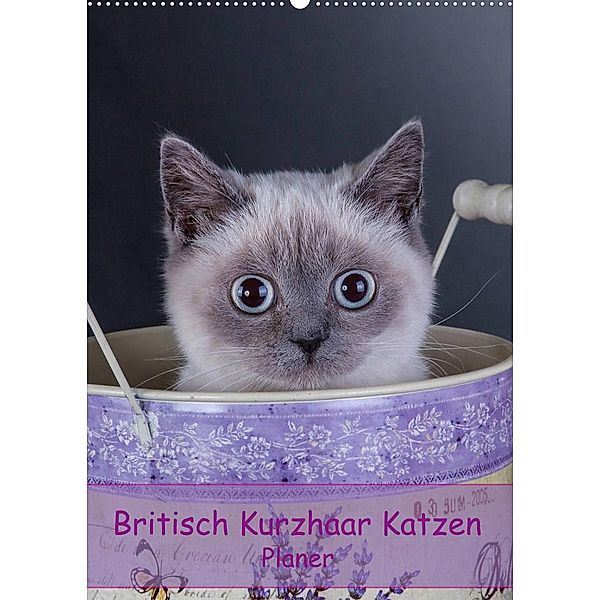 Britisch Kurzhaar Katzen - Planer (Wandkalender 2023 DIN A2 hoch), Gabriela Wejat-Zaretzke