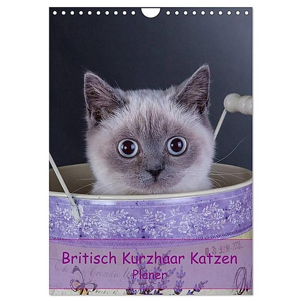 Britisch Kurzhaar Katzen - Planer (Wandkalender 2025 DIN A4 hoch), CALVENDO Monatskalender, Calvendo, Gabriela Wejat-Zaretzke