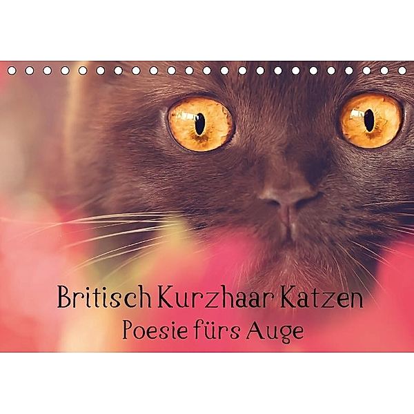Britisch Kurzhaar Katzen - Poesie fürs Auge (Tischkalender 2017 DIN A5 quer), Janina Bürger