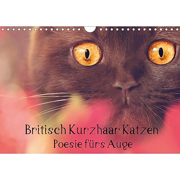 Britisch Kurzhaar Katzen - Poesie fürs Auge (Wandkalender 2021 DIN A4 quer), Janina Bürger Wabi-Sabi Tierfotografie