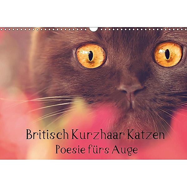 Britisch Kurzhaar Katzen - Poesie fürs Auge (Wandkalender 2020 DIN A3 quer), Janina Bürger Wabi-Sabi Tierfotografie