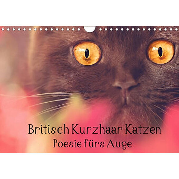 Britisch Kurzhaar Katzen - Poesie fürs Auge (Wandkalender 2022 DIN A4 quer), Janina Bürger Wabi-Sabi Tierfotografie