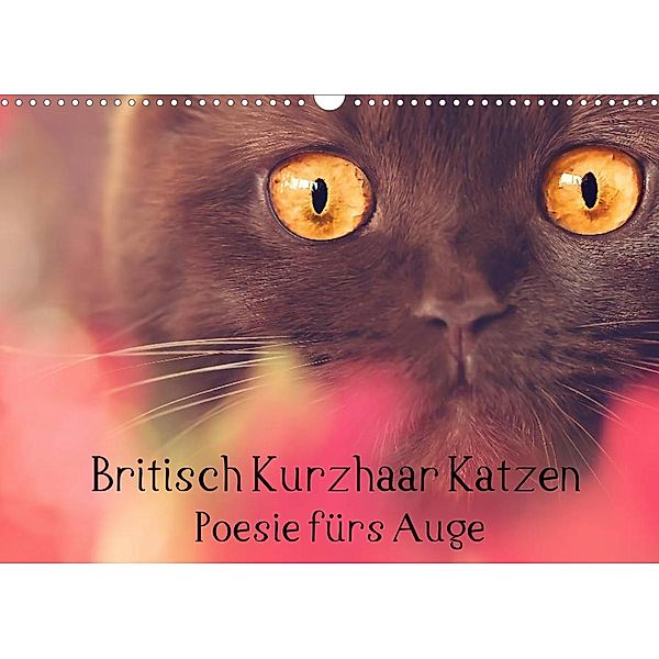 Britisch Kurzhaar Katzen - Poesie fürs Auge (Wandkalender 2023 DIN A3 quer), Janina Bürger Wabi-Sabi Tierfotografie
