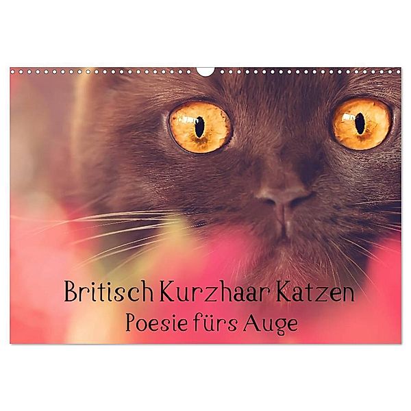 Britisch Kurzhaar Katzen - Poesie fürs Auge (Wandkalender 2024 DIN A3 quer), CALVENDO Monatskalender, Janina Bürger Wabi-Sabi Tierfotografie